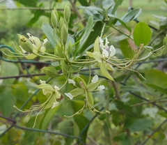 Cadaba fruticosa
