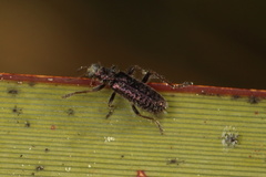 Lemidia