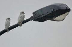 Cacatua goffiniana