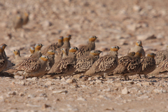 Pterocles coronatus