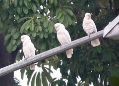 Cacatua goffiniana