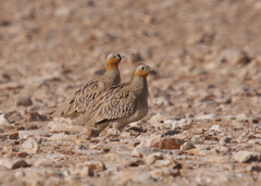 Pterocles coronatus