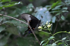 Papilio dehaanii