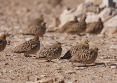 Pterocles coronatus