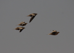 Pterocles coronatus
