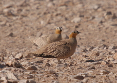 Pterocles coronatus