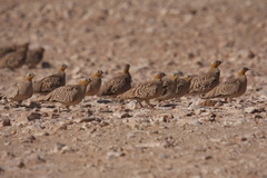 Pterocles coronatus