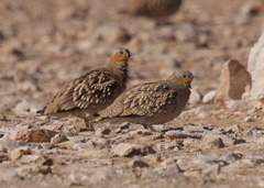 Pterocles coronatus