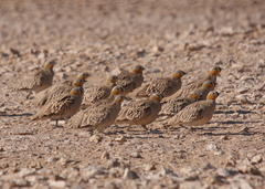Pterocles coronatus