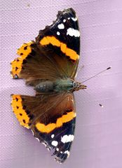 Vanessa atalanta