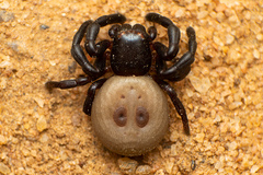 Stiphropus