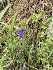 Gentiana pneumonanthe