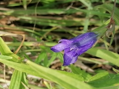 Gentiana pneumonanthe