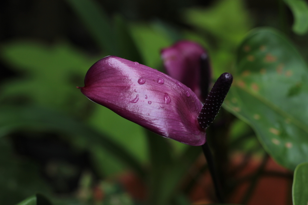 tulip anthurium (Anthurium amnicola)  iNaturalist