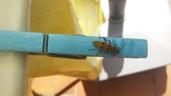 Chlorophorus glabromaculatus