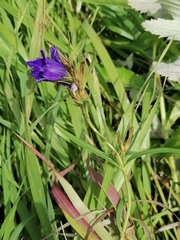 Gentiana pneumonanthe