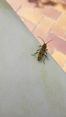 Chlorophorus glabromaculatus