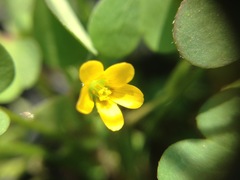 Magnoliopsida