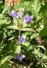 Gentianella campestris