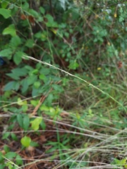 Aristida longespica
