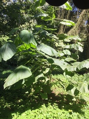 Magnoliopsida