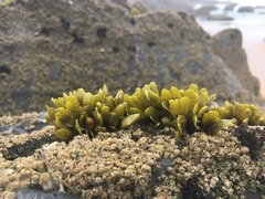 Fucus guiryi