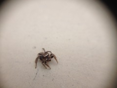Salticidae