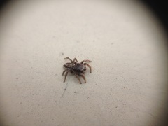 Salticidae