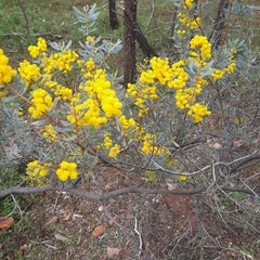 Acacia decora