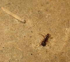 Odontoponera transversa
