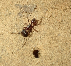 Odontoponera transversa
