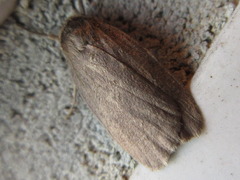 Amphipyra livida