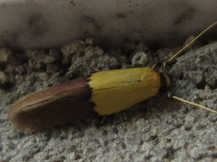 Opogona nipponica