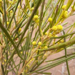 Acacia calamifolia