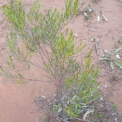 Acacia calamifolia