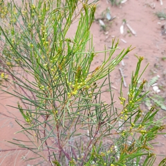 Acacia calamifolia