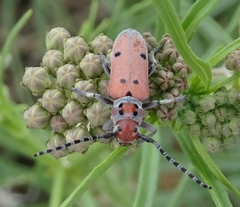 Tetraopes annulatus