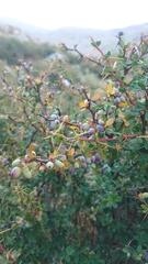 Berberis cretica