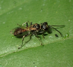Lyroda
