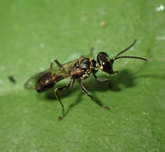 Lyroda