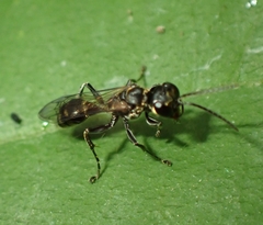 Lyroda