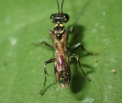 Lyroda