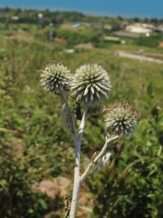Echinops grijsii