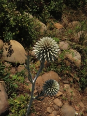 Echinops grijsii