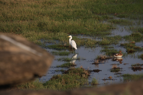 Medium Egret (Ardea intermedia), photo 10