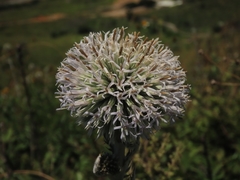 Echinops grijsii