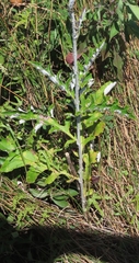 Echinops grijsii