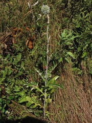 Echinops grijsii