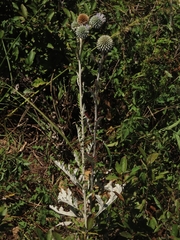 Echinops grijsii