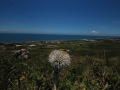Echinops grijsii
